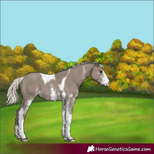 Horse Color:White Spotted Silver Grullo Tobiano 