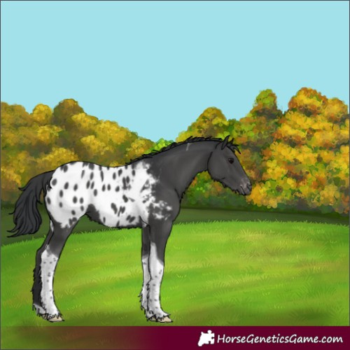Horse Color:Black Tobiano Appaloosa 