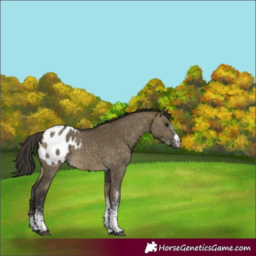 Horse Color:White Spotted Buckskin Dun Tobiano Blanket