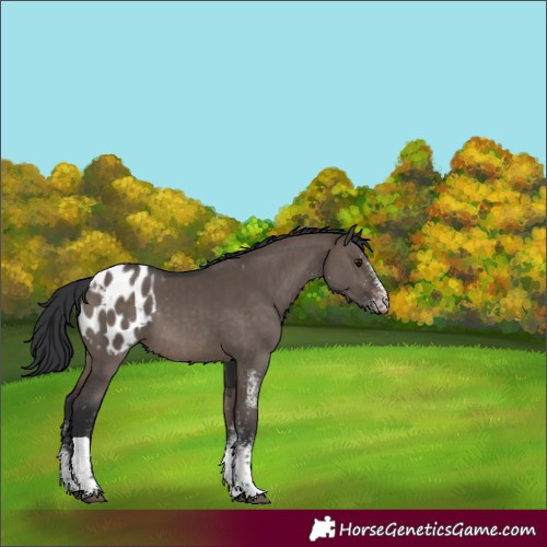 Horse Color:White Spotted Brown Dun Tobiano Blanket 
