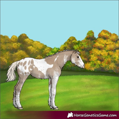 Horse Color:White Spotted Silver Smoky Grullo Tobiano Appaloosa