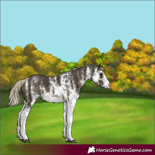 Horse Color:White Spotted Silver Buckskin 