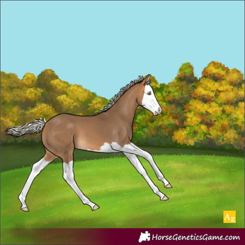 Horse Color:Silver Buckskin Splash 
