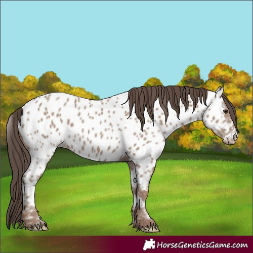 Horse Color:Classic Champagne Appaloosa 