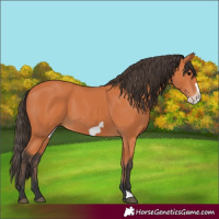 Horse Color:Bay Frame 