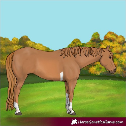 Horse Color:Chestnut Tobiano 