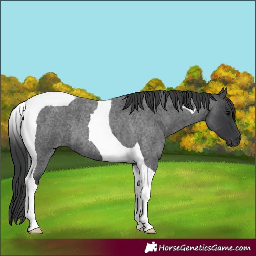 Horse Color:Blue Roan Tobiano 