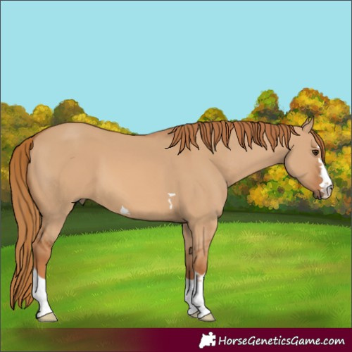 Horse Color:Red Dun 