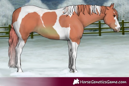 Horse Color:Watercolor Chestnut Tobiano 