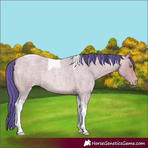 Horse Color:Watercolor Amber Champagne Roan Tobiano 