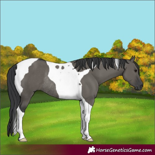 Horse Color:Grullo Tobiano Rabicano 