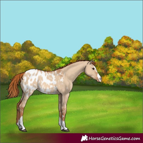 Horse Color:Red Dun Appaloosa Rabicano 