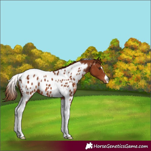 Horse Color:Chestnut Tobiano Appaloosa 