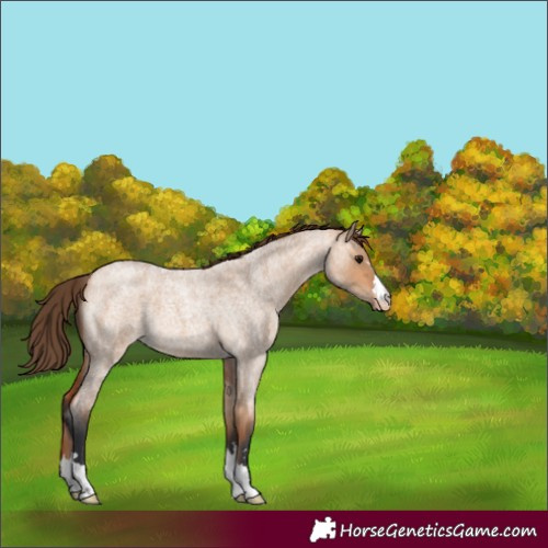 Horse Color:Bay Roan Dun Skewed Appaloosa 