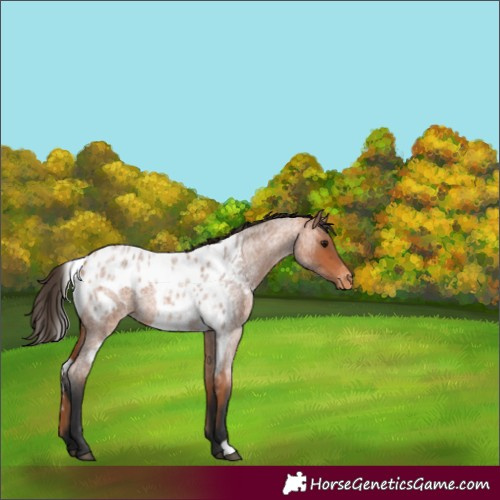 Horse Color:Bay Roan Skewed LP Spotted 
