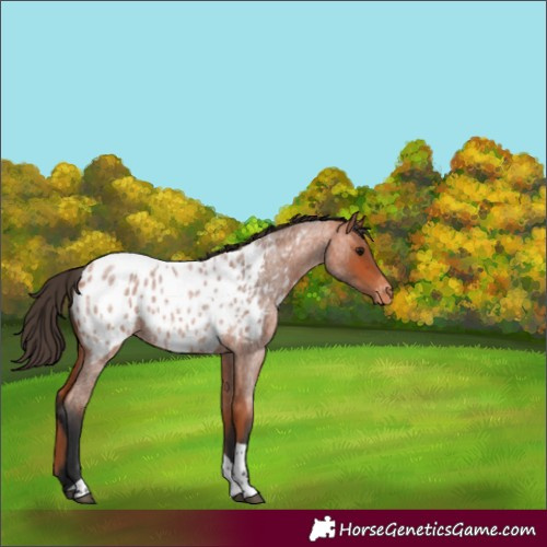 Horse Color:Bay Roan Tobiano Near Leopard 