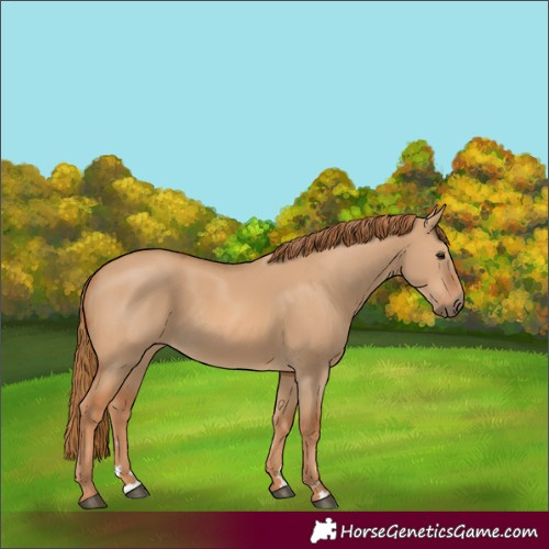 Horse Color:Red Dun