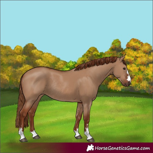 Horse Color:Red Dun Rabicano 