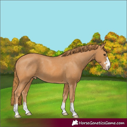 Horse Color:Chestnut Appaloosa