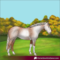 Horse Color:Gray Gold Champagne Tobiano