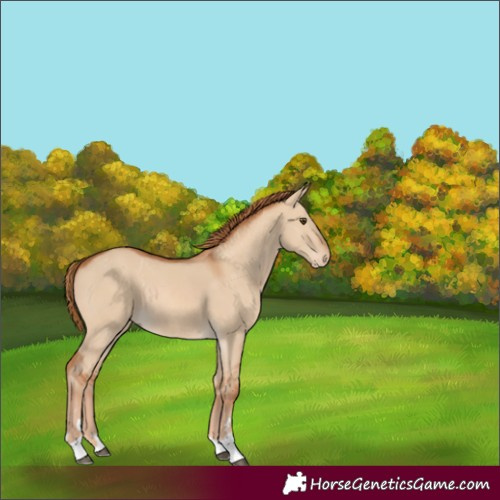 Horse Color:Red Dun 