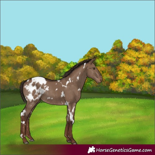 Horse Color:White Spotted Liver Red Dun Blanket Rabicano 