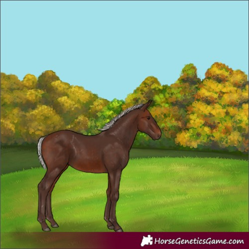Horse Color:Silver Brown