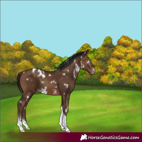 Horse Color:Gray White Spotted Amber Champagne Tobiano