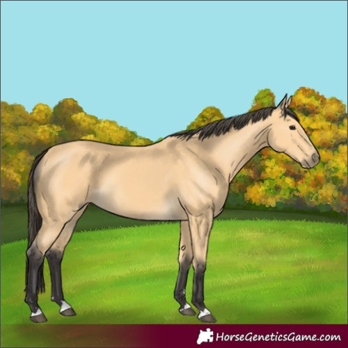 Horse Color:Buckskin