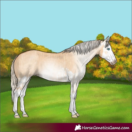Horse Color:Gray Cremello Dun Splash  and Gray Cremello Dun Splash 