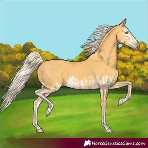 Horse Color:Palomino Splash and Palomino