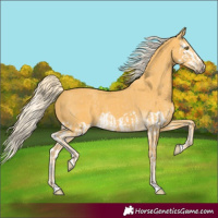 Horse Color:Palomino Splash  and Palomino 