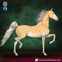 Horse Color:Palomino Splash  and Palomino 