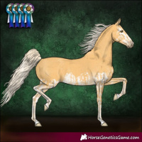 Horse Color:Palomino Splash and Palomino