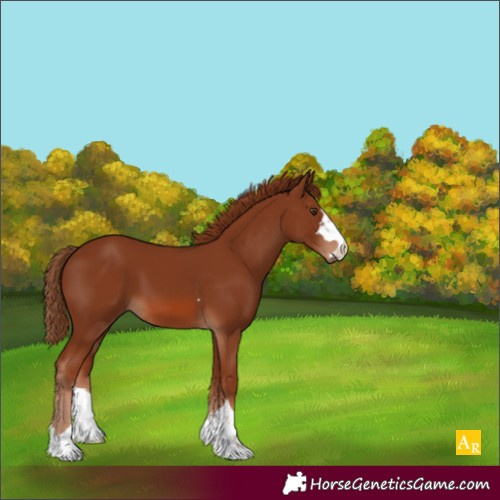 Horse Color:Chestnut 