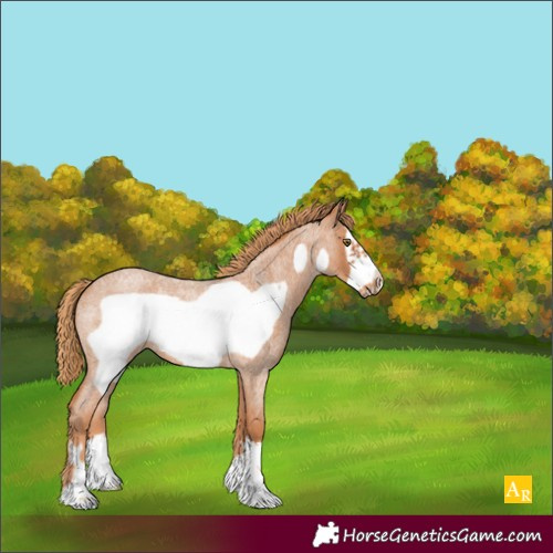 Horse Color:Red Roan Frame 
