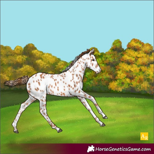 Horse Color:Chestnut Appaloosa 