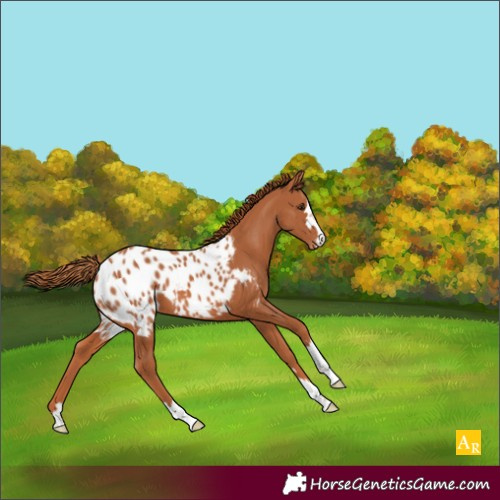 Horse Color:Chestnut Appaloosa 