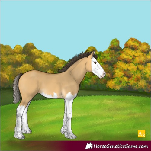 Horse Color:Buckskin Dun Splash 