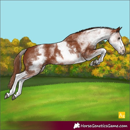Horse Color:White Spotted Chestnut 