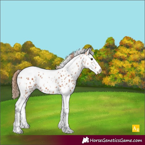 Horse Color:Chestnut Splash Tobiano Leopard 