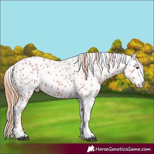Horse Color:Chestnut Appaloosa 