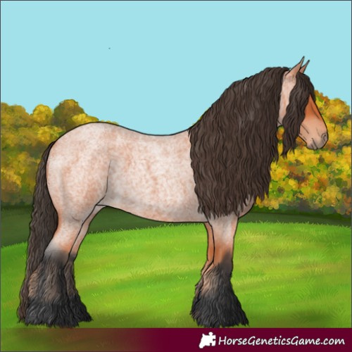 Horse Color:Bay Roan