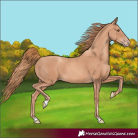Horse Color:Gold Champagne
