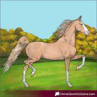 Horse Color:Gold Champagne Splash