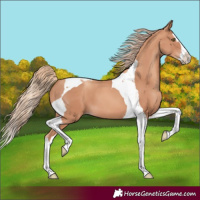 Horse Color:Gold Champagne Splash Tobiano