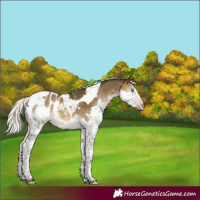 Horse Color:Gray Silver Sable Cream Champagne Mushroom Splash Tobiano Appaloosa 