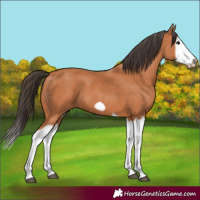 Horse Color:Bay Splash Frame