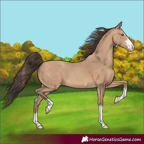 Horse Color:Amber Champagne 
