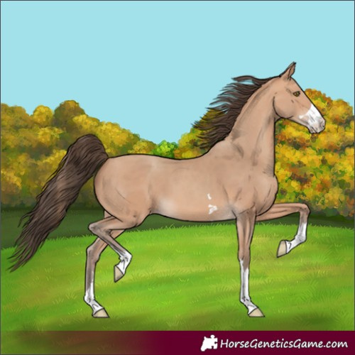 Horse Color:Amber Champagne